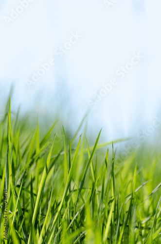 Low angle view of green grass against blue sky background with copy space for text