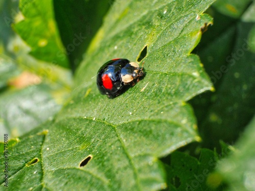 ladybug on a green leaf in the nature or in the garden.