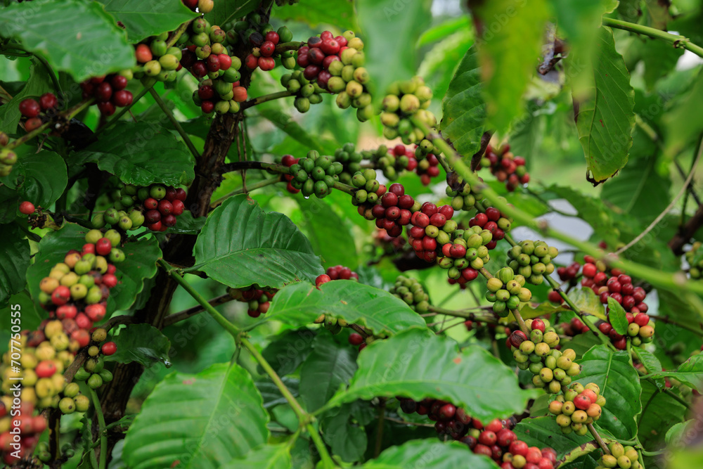 Coffee beans grow on tree