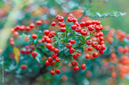 Close-up of vibrant red berries, Pyracantha, commonly known as firethorn, on a burning bush, with a beautifully blurred autumn background. A snapshot of fall's rich colors and delicate beauty.