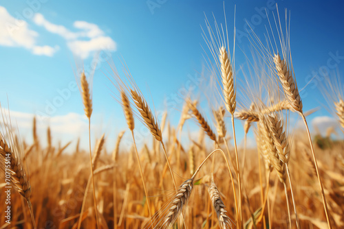 Sunlit wheat field on a clear day, golden crops shining under bright sunlight, rural agricultural scenery