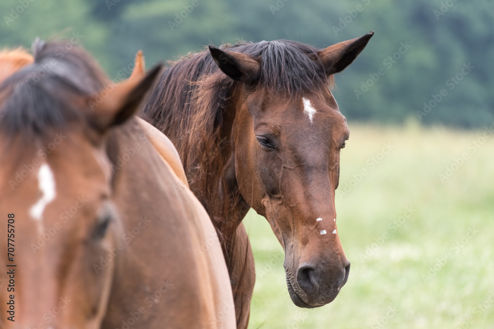 Fototapeta premium Two horses on a pasture