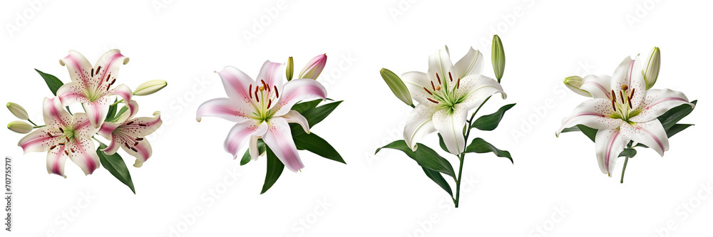 Set of Lilly flower on a transparent background Set of Lilly flower on a transparent background
