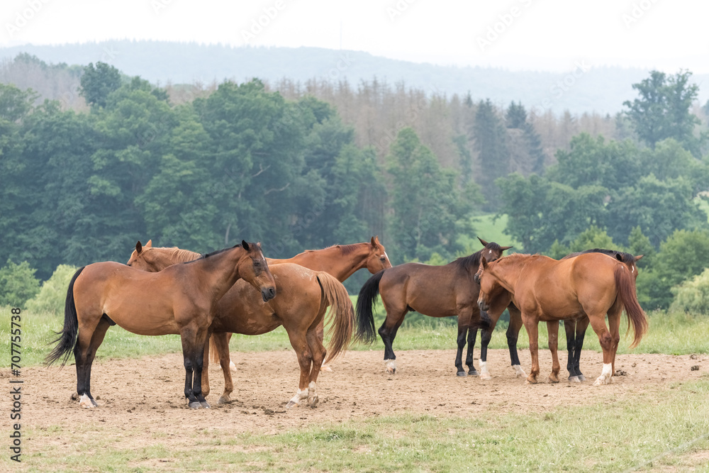 Horses on a pasture in the rural countryside