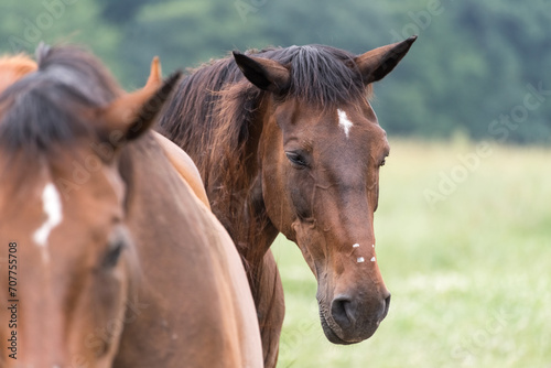 Two horses on a pasture