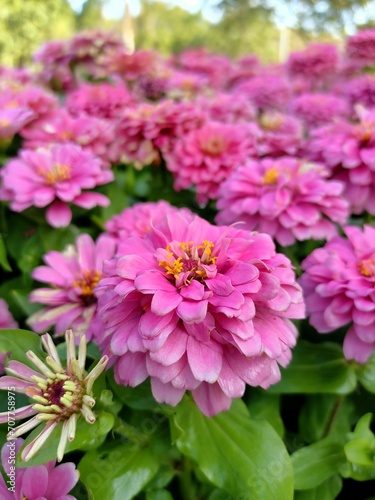 Pink flowers.Common Zinnia  Zinnia elegans  Pink bloom.  Natural background.Blurry image.greeting card illustration.fresh flower background.