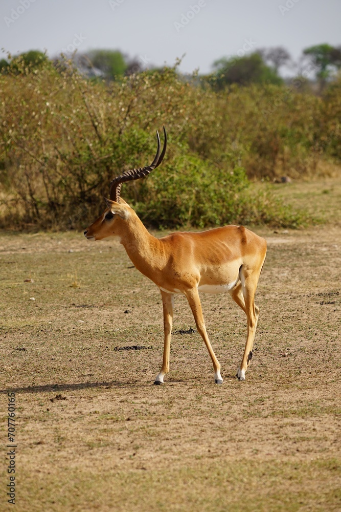 african wildlife, impala antelope, savannah african wildlife, impala antelope, savannah