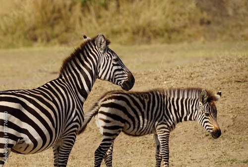 african wildlife  zebras on shore