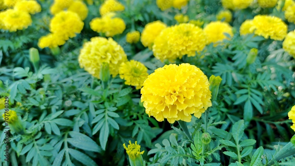 Marigold flower yellow.Close-up photo of yellow marigolds.Blur background.nature background photos.nature greeting card illustration.fresh flower background. Marigold flower yellow.Close-up photo of yellow marigolds.Blur background.nature background photos.nature greeting card illustration.fresh flower background.