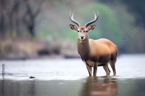 waterbuck standing on river island © stickerside