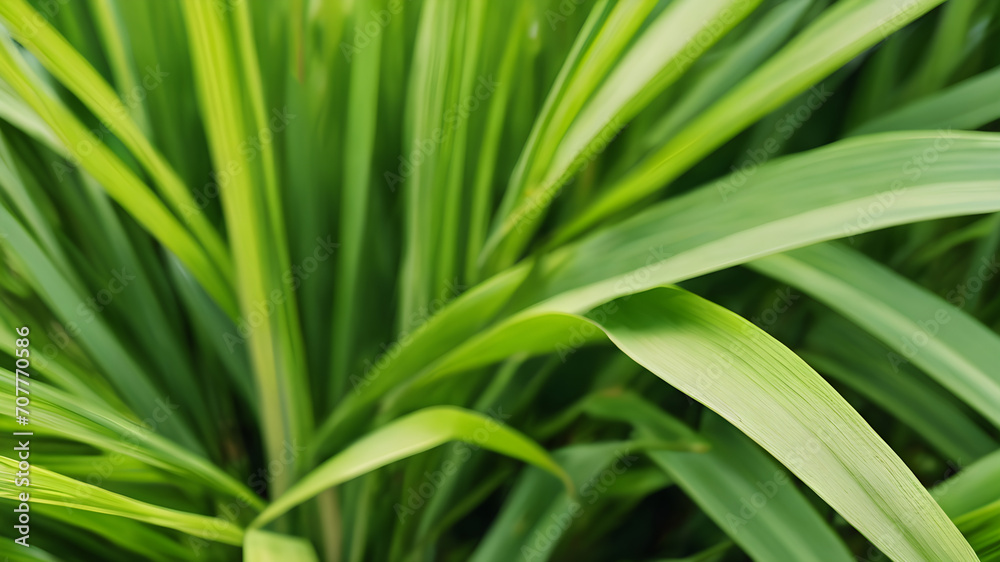 Close up of green leaves, Green grass background, Lemon grass plant, medicine plants background, Close up of Green rice in thailand Close up of green leaves, Green grass background, Lemon grass plant, medicine plants background, Close up of Green rice in thailand