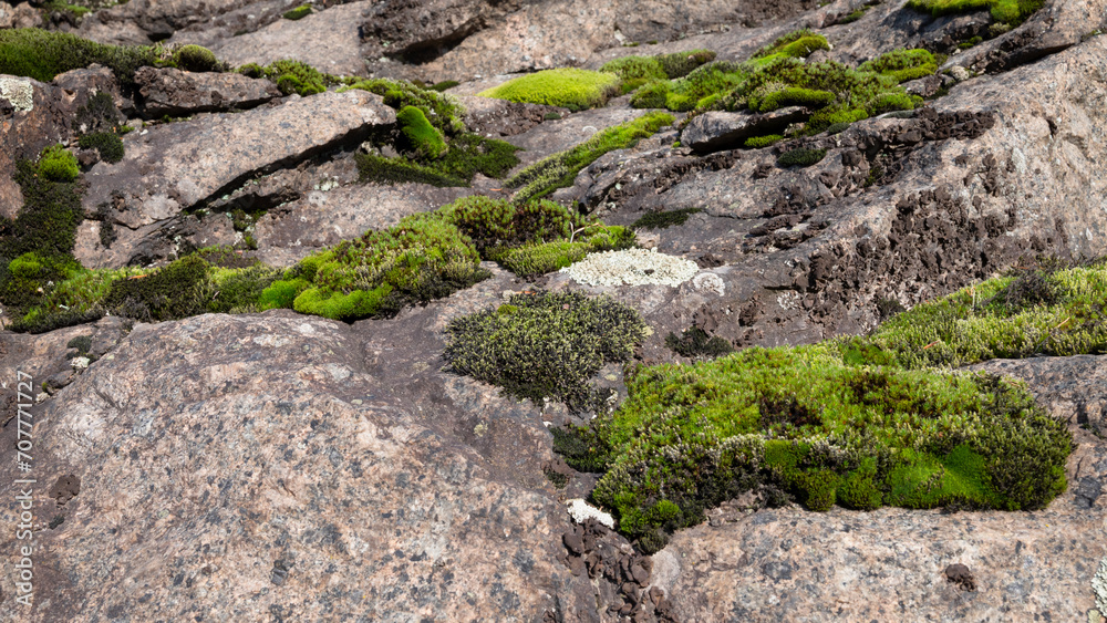 moss and lichen on stone