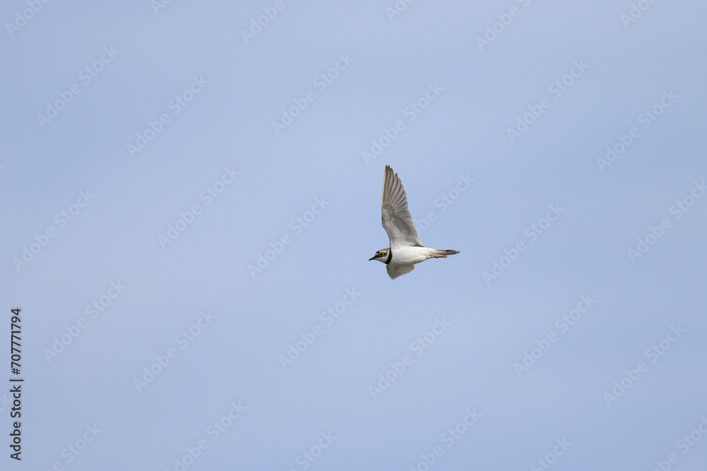 A Little Ringed Plover in flight on the beach