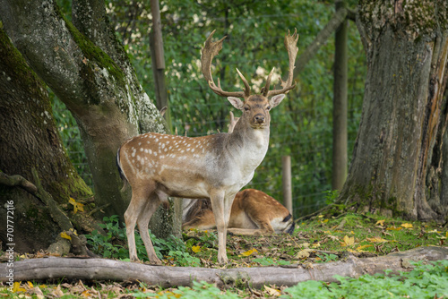 A male fallow deer standing in a forest © Stefan