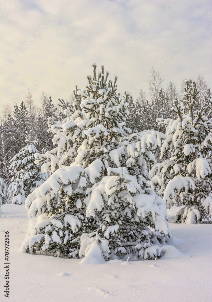 Fotografie Snow-covered fairy forest