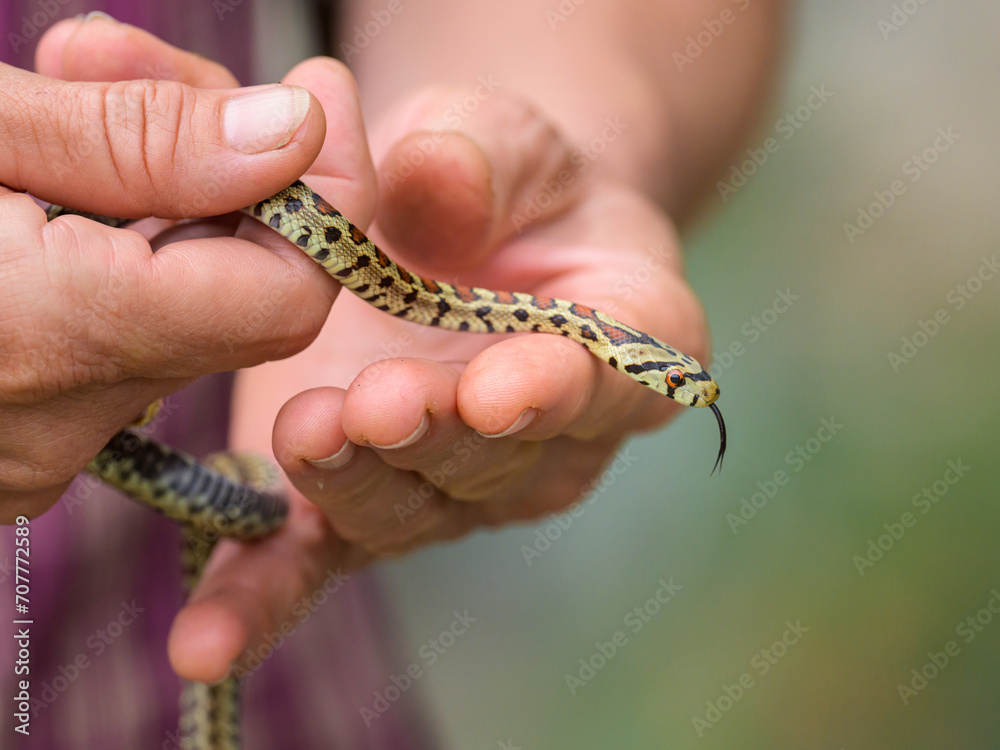 A very young leopard snake in a hand A very young leopard snake in a hand