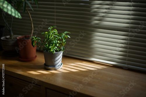 窓辺でブラインドの光に当たる観葉植物