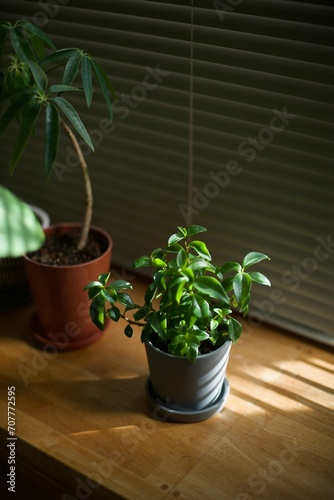 窓辺でブラインドの光に当たる観葉植物