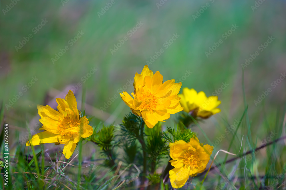 closeup heap of wild Adonis flowers in grass closeup heap of wild Adonis flowers in grass
