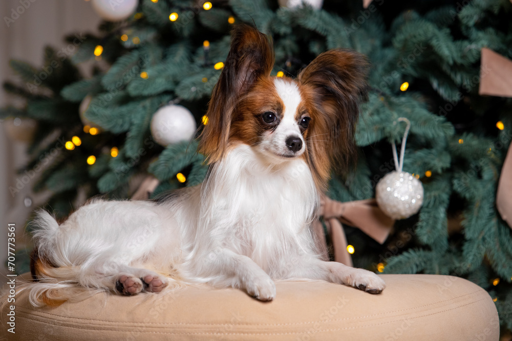 Papillon in a New Year's location Papillon in a New Year's location