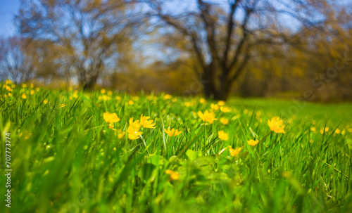 wild flowers on forest glade, beautiful spring outdoor scene