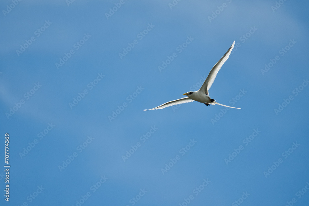 White tailed tropic bird, native to the Seychelles, flying on sunny day, blue sky, Mahe Seychelles White tailed tropic bird, native to the Seychelles, flying on sunny day, blue sky, Mahe Seychelles