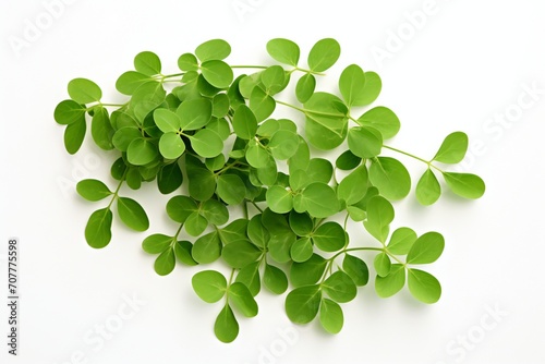 Fresh moringa leaves on white background. Top view with copy space