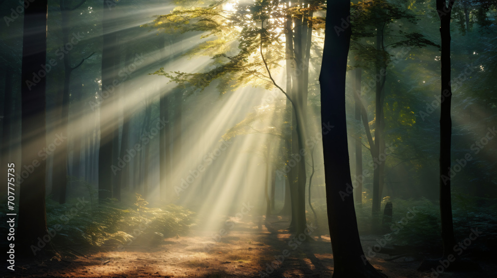 A foggy morning in a mystical forest with sunbeams penetrating the mist.