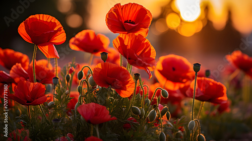 A photo of blooming poppies  with vibrant red petals as the background  during a Tuscan sunrise