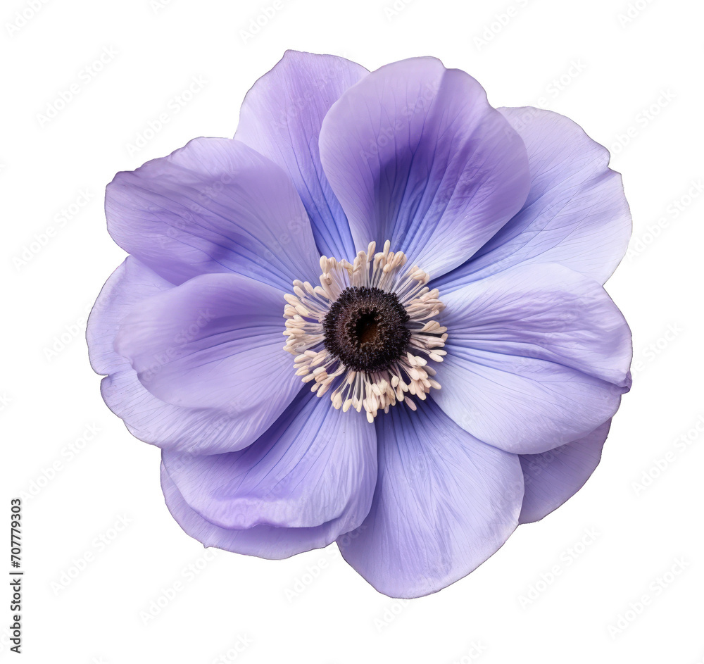 Foto Close-up of a delicate purple anemone flower with a transparent center isolated