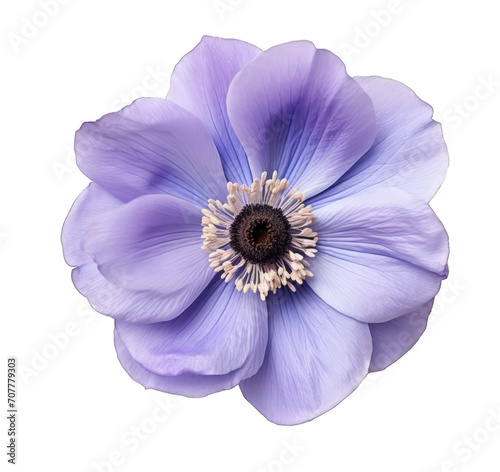 Close-up of a delicate purple anemone flower with a transparent center isolated on a transparent background © fotogurmespb