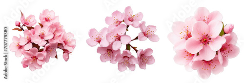 Three stages of pink cherry blossoms on a seamless transparent background, each depicting a different phase of bloom progression