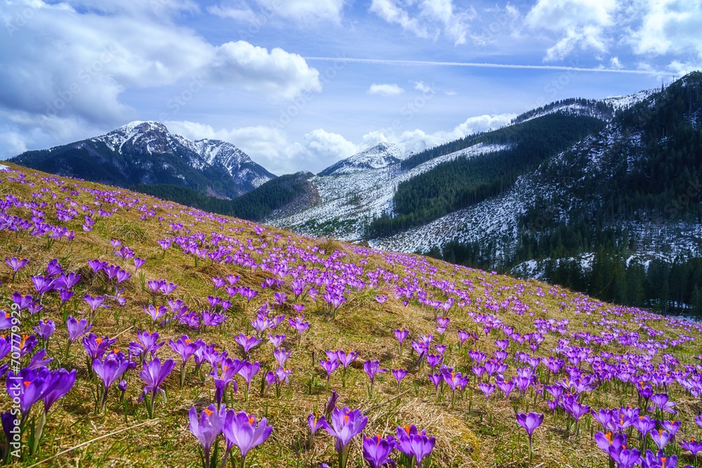 Dolina Chocholowska with blossoming purple crocuses or saffron flowers, famous valley in the High Tatra mountains, Poland. Scenic spring landscape, natural outdoor travel background - obrazy, fototapety, plakaty 