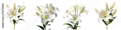 A collection of four high-resolution images of white lilies isolated on a transparent background, showcasing various stages of bloom photo