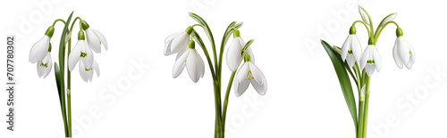 Three snowdrop flowers (Galanthus nivalis) with a transparent background, highlighting their delicate white petals and green markings