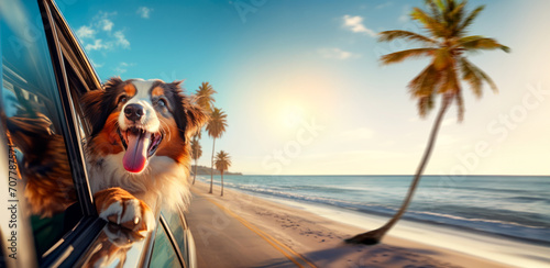 A funny cute dog looks out of the car window on the road to the ocean. Summer country trip with pets to the palm beach. Family trip on summer vacation California 60s. photo