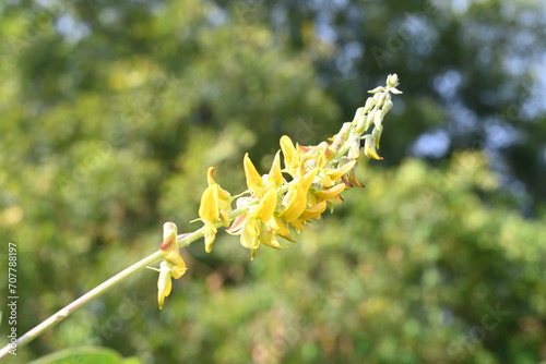 Chipilin flower. Its Other names Crotalaria longirostrata, include chepil and long beak rattlebox. photo