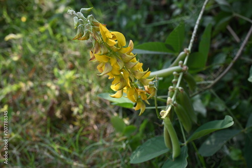 Chipilin flower. Its Other names Crotalaria longirostrata, include chepil and long beak rattlebox. photo