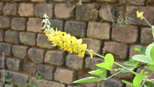 Chipilin flower. Its Other names Crotalaria longirostrata, include chepil and long beak rattlebox. photo