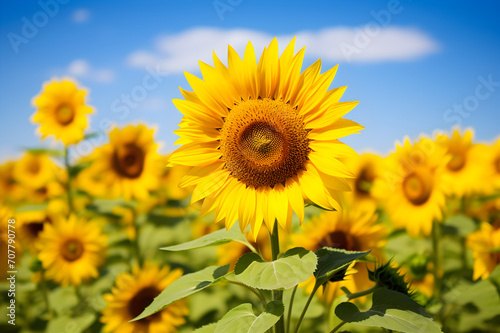 Sunflower field over cloudy blue sky background. Helianthus annuus.