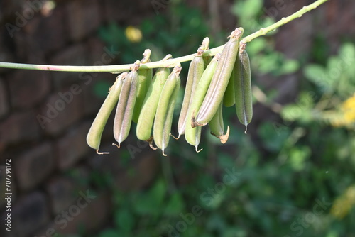 Chipilin plant pod.  Its Other names Crotalaria longirostrata, include chepil and long beak rattlebox. photo