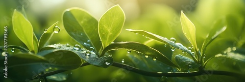 Macro dew drops on green leaf