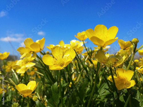 Vibrant Yellow Buttercup Flowers Against Blue Sky