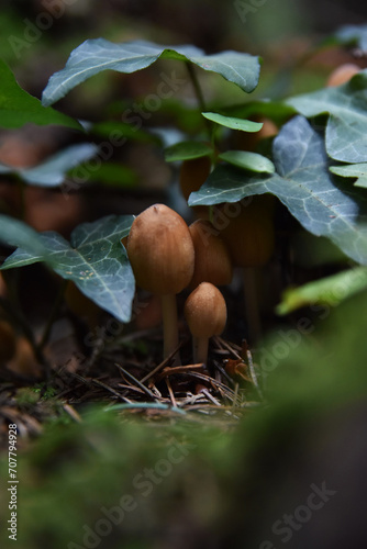 Mushrooms Emerging from the Forest Floor