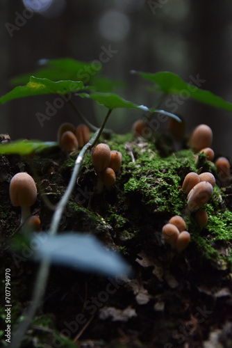 Mushrooms Emerging from the Forest Floor