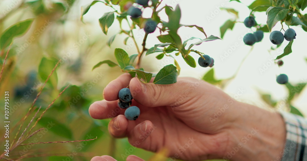 Close-up of a male farmer's hand picking blueberry berries. Blueberry harvest. Close-up of a male farmer's hand picking blueberry berries. Blueberry harvest.