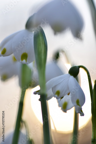 Spring Snowflakes Flowers Bathed in Golden Sunset Light