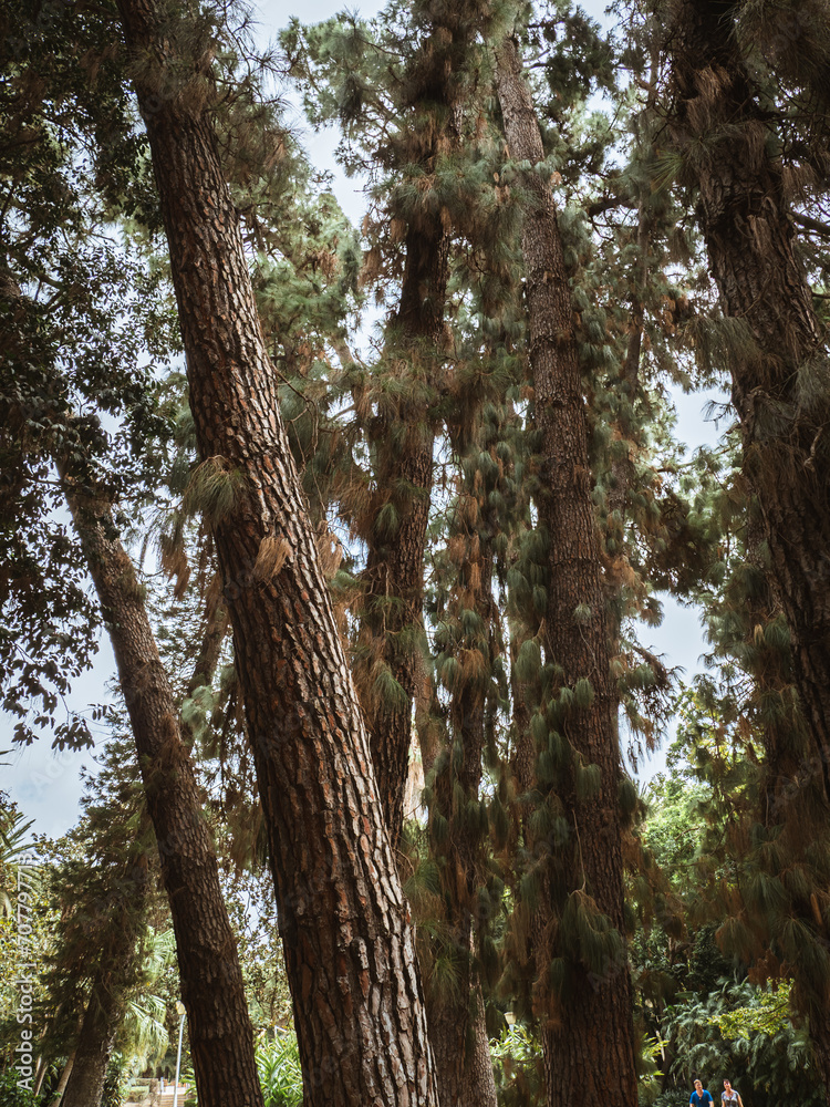 Trunks and needles of mediterranean pine trees in a public park in Málaga, Andalusia, Spain Trunks and needles of mediterranean pine trees in a public park in Málaga, Andalusia, Spain
