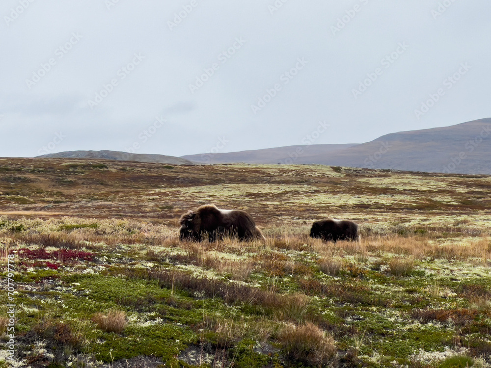 Φωτογραφία Musk Ox in Autumn in Dovrefjell National Park, Norway. Europe