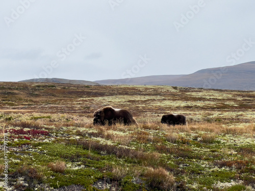 Musk Ox in Autumn in Dovrefjell National Park, Norway. Europe